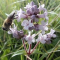 Jatamansi or Spikenard